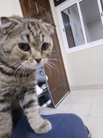 Dammam, Free Items, SAR 1,  Scottish Fold 1 Year Old Male For Adoption