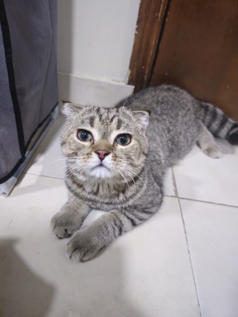 Dammam, Free Items, SAR 1,  Scottish Fold 1 Year Old Male For Adoption
