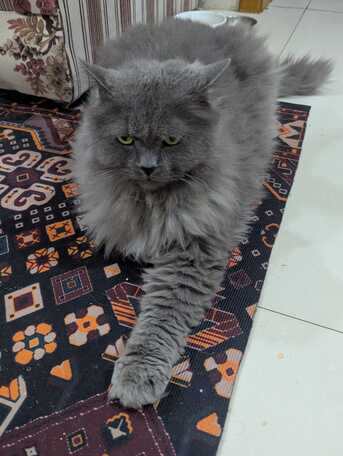 Manama, Pet Adoption, Cat For Adoption - Free