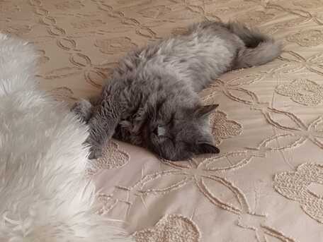 Manama, Pet Adoption, Cat For Adoption - Free