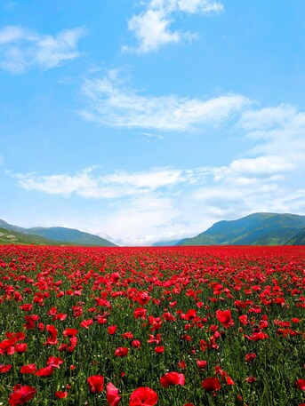 Mumbai, Travel, Valley Of Flowers Tour Package