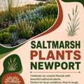 Saltmarsh Plants Newport: Best Coastal Plants For Your Garden