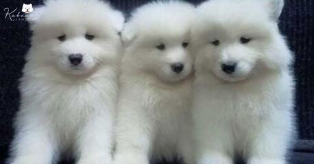 New York, Pet Sitting, Healthy And Well-Cared-For Samoyed Adults Available