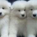 Healthy And Well-Cared-For Samoyed Adults Available