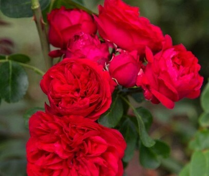 New York, Farm & Garden, USD 58,  Red Eden