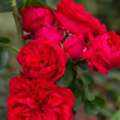 USD 58,  Red Eden