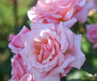 New York, Farm & Garden, USD 53,  Compassion