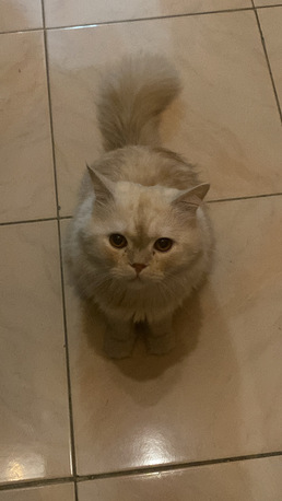Al Aziziyah, Pet Adoption, Pet Adoption For 2 Months
