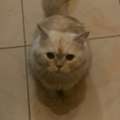 Pet Adoption For 2 Months
