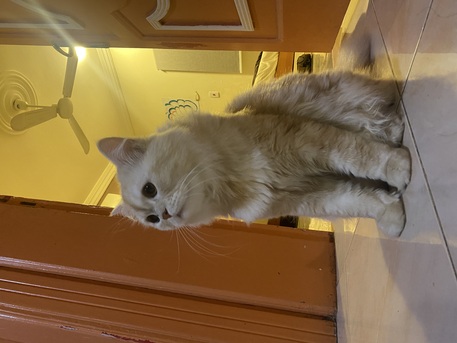 Al Aziziyah, Pet Adoption, Pet Adoption For 2 Months