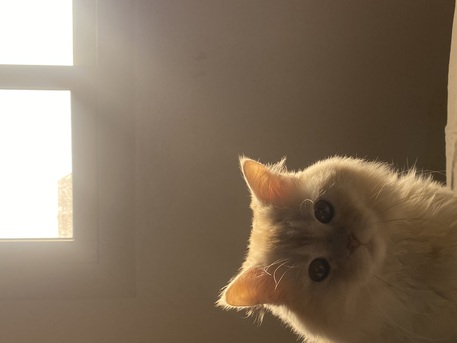 Al Aziziyah, Pet Adoption, Pet Adoption For 2 Months