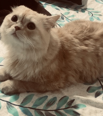 Al Aziziyah, Pet Adoption, Pet Adoption For 2 Months