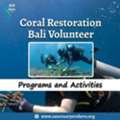 Coral Restoration Bali Volunteer Programs And Activities