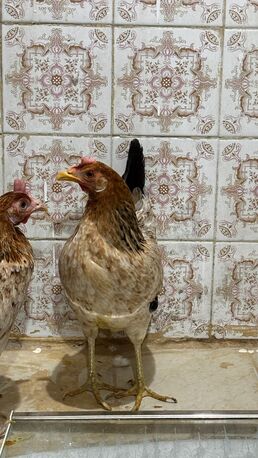 Riyadh, Household Items, SAR 180,  For Sale: 3 Egg-Laying Hens + 1 Rooster (Healthy & Friendly)