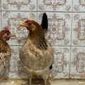 SAR 180,  For Sale: 3 Egg-Laying Hens + 1 Rooster (Healthy & Friendly)