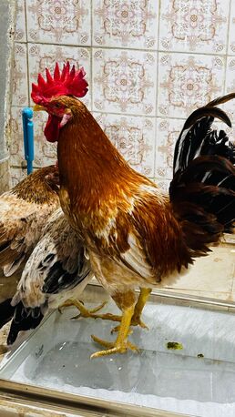 Riyadh, Household Items, SAR 180,  For Sale: 3 Egg-Laying Hens + 1 Rooster (Healthy & Friendly)