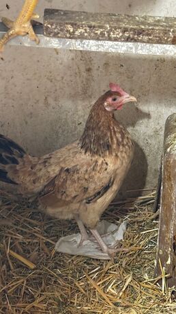 Riyadh, Household Items, SAR 180,  For Sale: 3 Egg-Laying Hens + 1 Rooster (Healthy & Friendly)