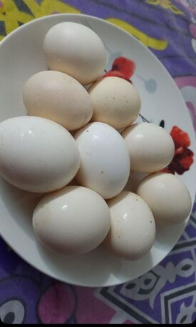 Riyadh, Household Items, SAR 180,  For Sale: 3 Egg-Laying Hens + 1 Rooster (Healthy & Friendly)