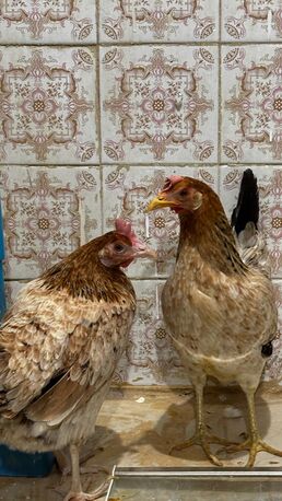 Riyadh, Household Items, SAR 180,  For Sale: 3 Egg-Laying Hens + 1 Rooster (Healthy & Friendly)