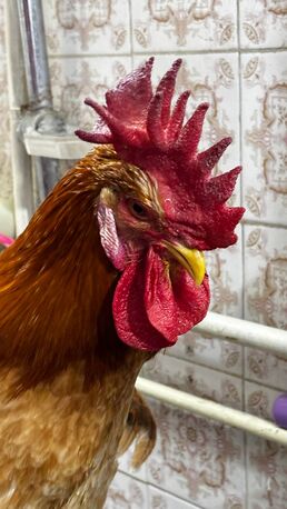 Riyadh, Household Items, SAR 180,  For Sale: 3 Egg-Laying Hens + 1 Rooster (Healthy & Friendly)