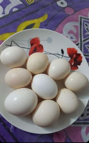 Riyadh, Household Items, SAR 180,  3 Egg-Laying Hens + 1 Rooster (Healthy & Friendly)