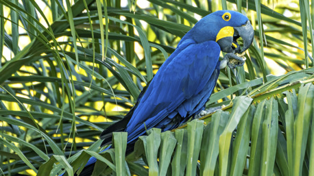 New York, Pet Supplies, USD 1,  Professional Bird Transport Company For Safe International Bird Exports
