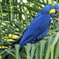 USD 1,  Professional Bird Transport Company For Safe International Bird Exports