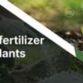 NPK Fertilizer For Plants