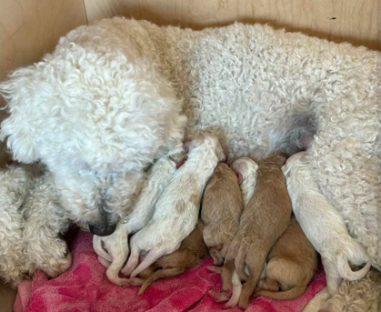 New York, Pet Supplies, Golden Mountain Dog Puppies &ndash; Raised With Care In Maine