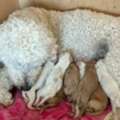 Golden Mountain Dog Puppies &ndash; Raised With Care In Maine
