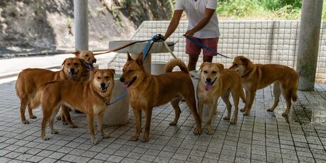 Nagpur, Pet Sitting, Dog Walkers In Nagpur