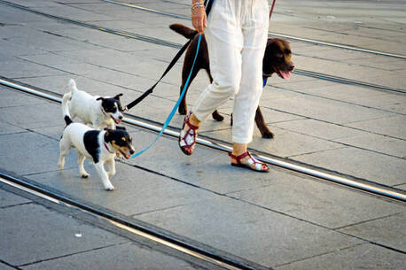 London, Pet Sitting, Affordable Dog Boarding Prices &ndash; Safe & Trusted Pet Care