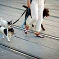 Affordable Dog Boarding Prices &ndash; Safe & Trusted Pet Care