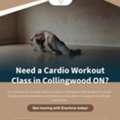 Need A Cardio Workout Class In Collingwood ON?