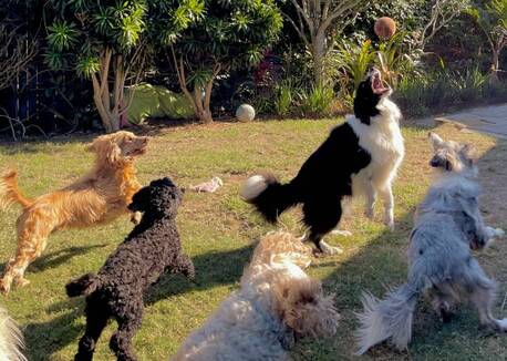 London, Pet Sitting, Doggy Day Care In London &ndash; Safe, Fun & Reliable Pet Care Services