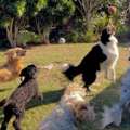 Doggy Day Care In London &ndash; Safe, Fun & Reliable Pet Care Services