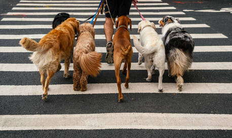 London, Pet Sitting, Professional Dog Walking Services &ndash; Reliable, Caring & Affordable