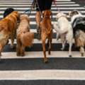 Professional Dog Walking Services &ndash; Reliable, Caring & Affordable