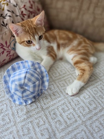 New York, Pet Sitting, Plaistow-Kingston Animal Medical Center