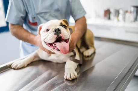 New York, Pet Sitting, Plaistow-Kingston Animal Medical Center