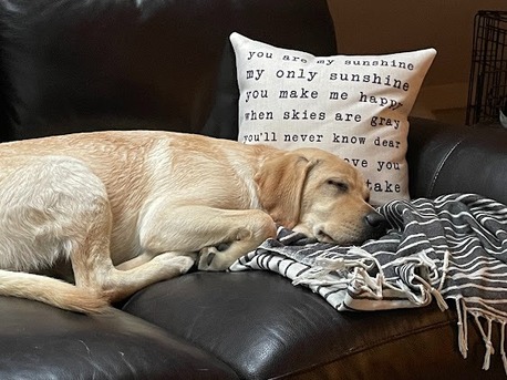 New York, Pet Sitting, Plaistow-Kingston Animal Medical Center