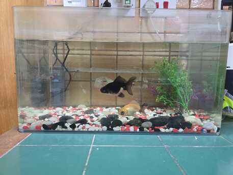 Juffair, Household Items, BHD 8,  Small Gas Stove, Fish Tank With 2 Gold Fish, Tumbles And Karla Kattai