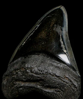Washington DC, Items Wanted, Authentic Megalodon Sharks Tooth 6 Inch Fossil