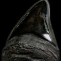 Authentic Megalodon Sharks Tooth 6 Inch Fossil