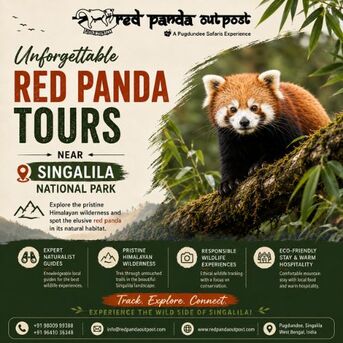 Mumbai, Travel, Unforgettable Red Panda Tours Near Singalila National Park