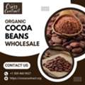 Organic Cocoa Beans Wholesale