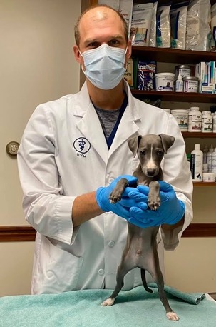 New York, Health, Hanover Veterinary Clinic