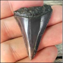 New York, Jewelry, Stylish Shark Tooth Necklace For Casual Outfits