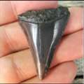 Stylish Shark Tooth Necklace For Casual Outfits