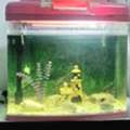 SAR 450,  Big Aquarium With 5 Beautiful Fish